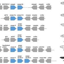 Donovan P. German's research works