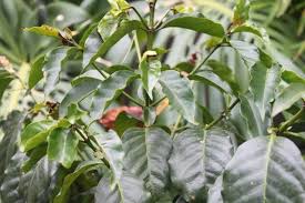 Image result for Kraussia floribunda