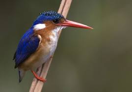 Bird That Sounds Like A Squeaky Toy At Night Malachite Kingfisher Photo By Jeff Robinson Check Out More Of Robinson S Work In Our Latest Photographers In Focus Fe Beautiful Birds Bird Watching Animals