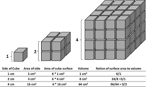 Scroll down the page for more examples and solutions of finding the surface area of a cube. Changes In The Surface Area To Volume Ratio Of A Cube The Smaller The Download Scientific Diagram