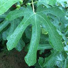 Violette de bordeaux fig leaf. Ronde De Bordeaux French Fig Farm