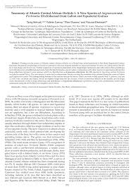 Image result for Stolzia cupuligera