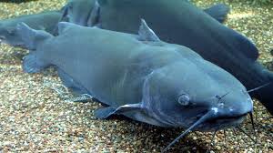 How does the yellow bullhead catfish find food? What Do Catfish Eat