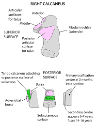 Instant Anatomy Lower Limb Areas Organs Foot Right Calcaneus
