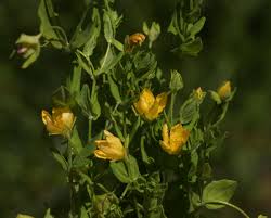 Image result for Hypericum peplidifolium