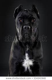 4,602 likes · 14 talking about this. Italian Mastiff Cane Corso Stock Photo C Monica Martinez Do Allo 985974 Stockfresh