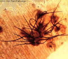 Image result for Colletoecema