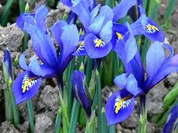 What Type Of Flower Are You Flowers Iris Flowers Flowers Photography