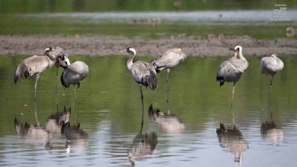 Britain's Common Crane population has hit a modern-day record. After  centuries of absence, Common Cranes are now raising chicks across restored  wetlands, with the national population reaching around 250 birds.🦩 News &