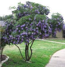 Sophora Secundiflora Texas Mountain Laurel Lilac Tree Small Ornamental Trees