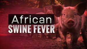 Image result for pigs virus