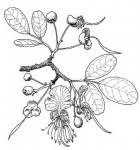 Image result for Bobgunnia madagascariensis