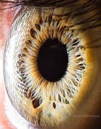 Your Beautiful Eyes Amazing Close Up Photos Of Human Eyes By Suren Manvelyan Eye Close Up Eye Photography Macro Photography Eyes