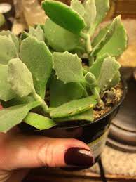 Kalanchoe Millotii Succulents Garden Plants