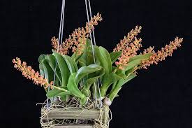 Image result for Liparis harketii