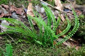 Image result for Asplenium goetzei