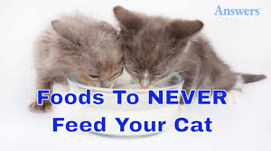 Can cats eat apples and cinnamon. 7 Healthy Benefits Of Can Cats Eat Apples You Should Not Miss It