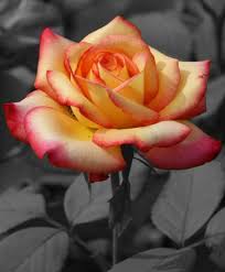 Pink and yellow are colors that are subtle and stirring of soft and sunny emotions. Rose Photo By Yanke3girl Photobucket Black And White Roses Flowers Photography Beautiful Flowers Photography
