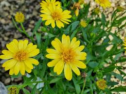Image result for foto Osteospermum