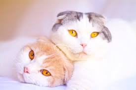 scottish fold cat breed information pictures