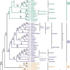 A mammal is an animal that feeds its babies with milk when it is young. Pdf Molecular Phylogenetics And The Origins Of Placental Mammals