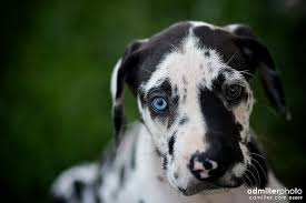 Black pigments may appear in white areas while its neck can be fully or partially white. One Blue Eye Dane Puppies Harlequin Great Dane Puppy Great Dane Puppy