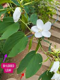 Image result for Bauhinia burrowsii