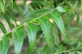 Daun afrika mampu mengatasi demam dan penyakit malaria. 19 Manfaat Daun Imbau Untuk Kesehatan Tubuh Manfaat Co Id