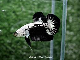 Paling mahal sendiri ikan cupang jenis nemo cooper dengan harga rp 800 ribu sedangkan black samurai harganya rp 400 ribu, pungkas anto. Black Samurai Male 0062 Auction Auction Items Samurai