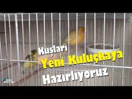 esteki kanaryalar son durum yavrusunu kaybeden kusumuz yeni yuvasini ormus youtube kus yemi kus youtube