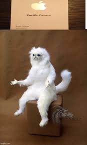 Persian Cat Room Guardian Single Meme Imgflip