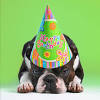 .meme boston terrier ecards boston terriers in rock history just push the gallery or if you are interested in similar gallery of kiss happy birthday ecards boston terriers in rock history can be a beneficial inspiration for those who seek an image according to specific categories like birthday. 3