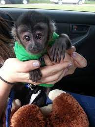 Wonderful Lovely Capuchin Monkey For Adoption Baby Monkey Pet Pet Monkey Capuchin Monkey Pet
