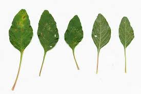 Gambar pil obat dan nyamuk. Amaranthus Spinosus L Eyla Chiitoo