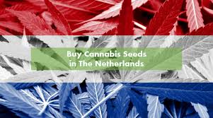 For over 20 years we have sourced, cultivated and produced some of the world's finest cannabis seed genetics; Buy Cannabis Seeds In The Netherlands 2021 10buds