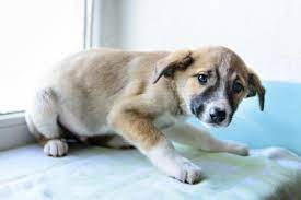 Chiot Qui Mordille Et Grogne Pourquoi Et Que Faire