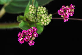 Image result for Boerhavia diffusa