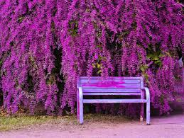 Image result for Congea