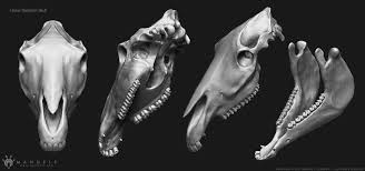 Artstation 3d Horse Skeleton Manuel F Cedeno Horse Skull Animal Skeletons Horses