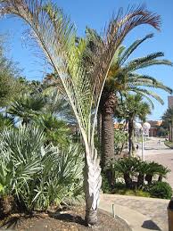 Image result for Dypsis decaryi