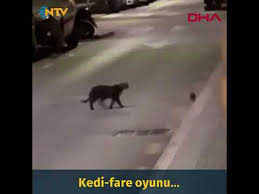 Kedi Fare Oyunu Youtube