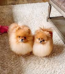 Her is what wikipedia say's about this breed. Pomeranian For Sale Maltese For Sale