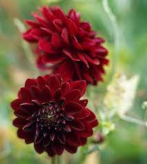 Available In A Variety Of Flower Shapes Dahlias Make Stunning Additions To Any Garden Fresh Flowers Arrangements Plants Flowers