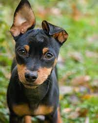 Miniature Pinscher Small Sized Breed Dogs Miniature Pinscher Puppy Miniature Pinscher