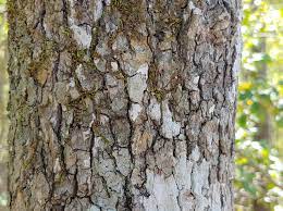 Spotted gum tree, has lemon scented leaves and spotted bark gum tree. Liquidambar Styraciflua American Sweet Gum Redgum Red Sweet Gum Sweetgum Sweet Gum Sweetgum Tree North Carolina Extension Gardener Plant Toolbox