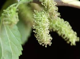 Image result for Morus indica
