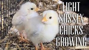 Check spelling or type a new query. Watch Light Sussex Chicks Grow Hatching To 3 Months Youtube