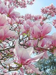 Morris Arboretum S Japanese Cherry Blossom Festival Returns Saturdays April 14 And 21 Fleur De Magnolia Idees De Jardin Fleur Fleur Amour