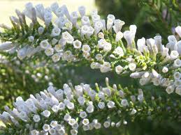 Image result for Lactuca imbricata