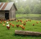 Cómo elegir el plan adecuado para un gallinero de patio ...